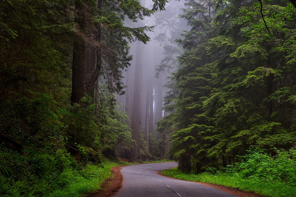 Road through Redwood National Park