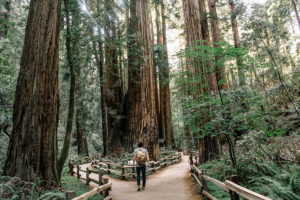 Man Viewing Redwoods at Muir Woods National Monument in California