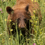Bear in Grand Teton National Park