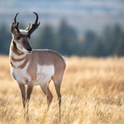 Antelope in Grand Teton National Park