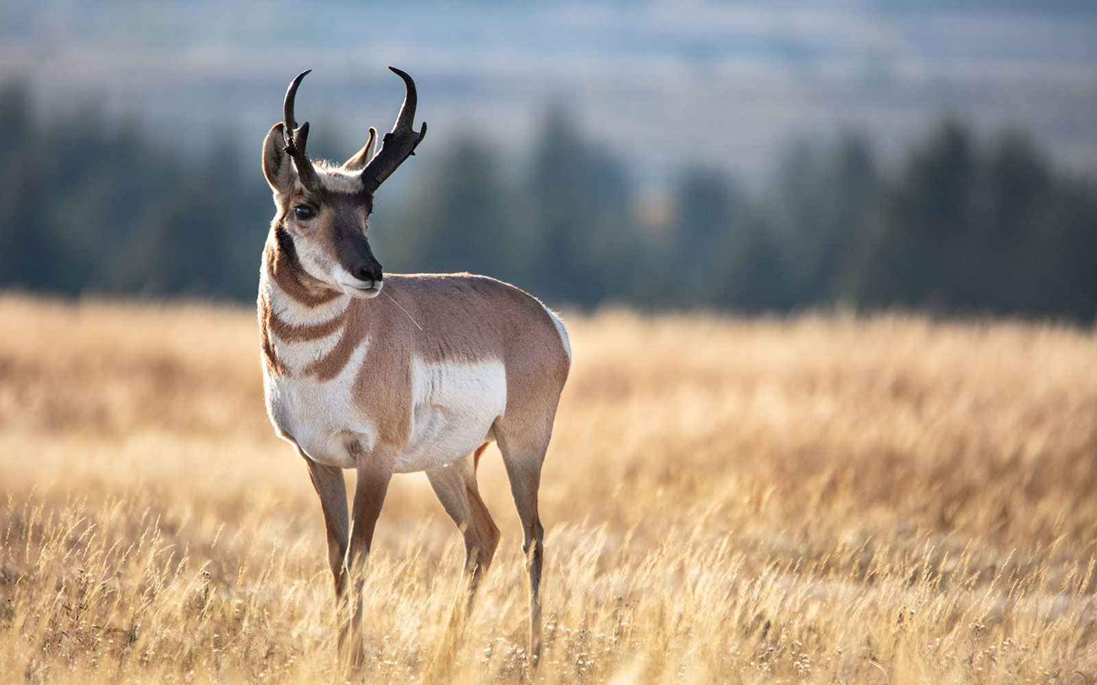 Antelope in Grand Teton National Park