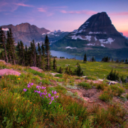 Wildflowers and Sunset Mountain View from Hidden Lake Overlook Trail in Glacier National Park, Montana