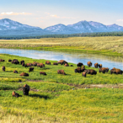 Bison graze in a green field near a river in Yellowstone National Park