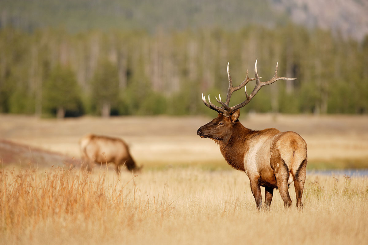 An elk looks up in a field in Yellowstone National Park
