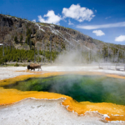 A bison grazes near a geyser pool in Yellowstone National Park