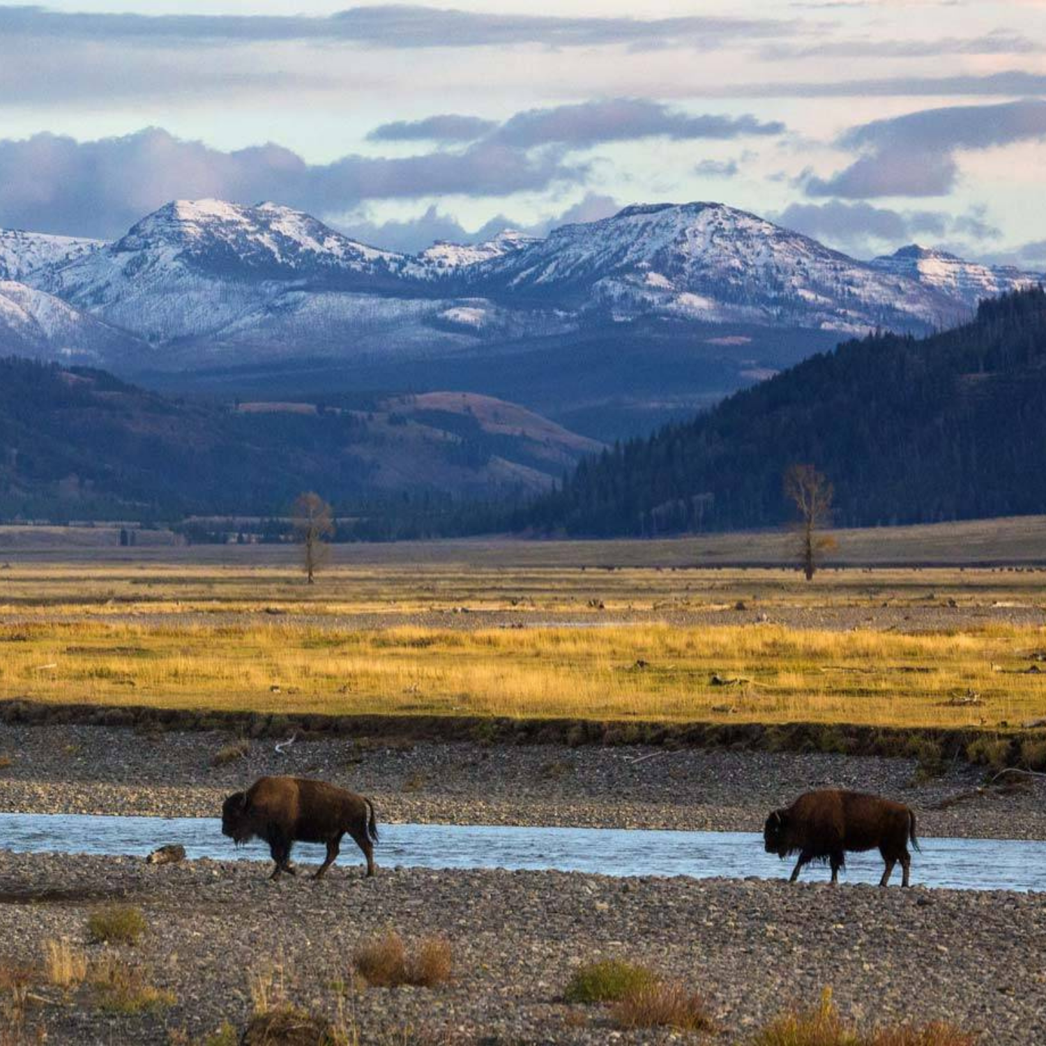 Yellowstone + Grand Tetons: Couples