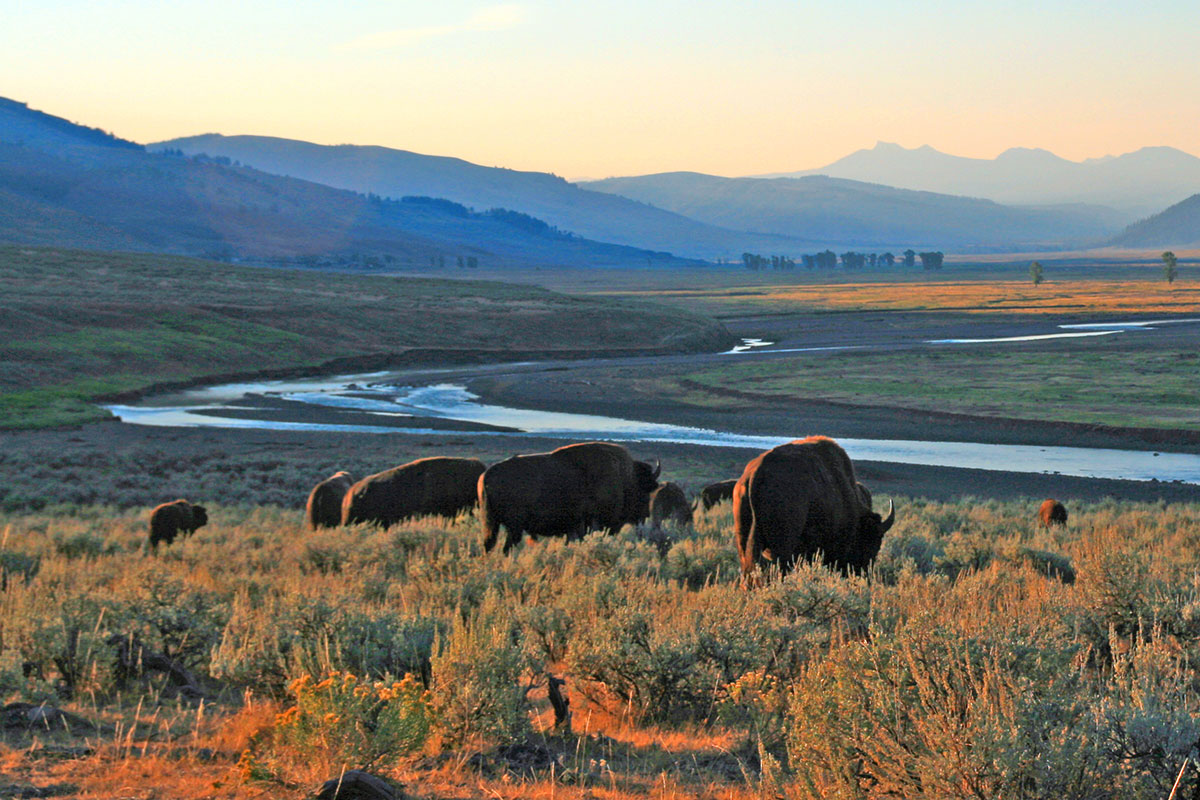 Bison Grazing on Hillside Above Lamar Valley in Yellowstone National Park