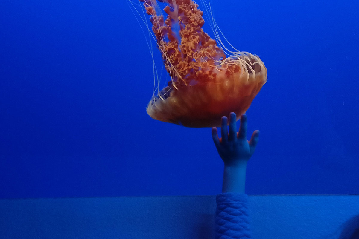 Jellyfish with Child's Hand on Glass at Monterey Bay Aquarium