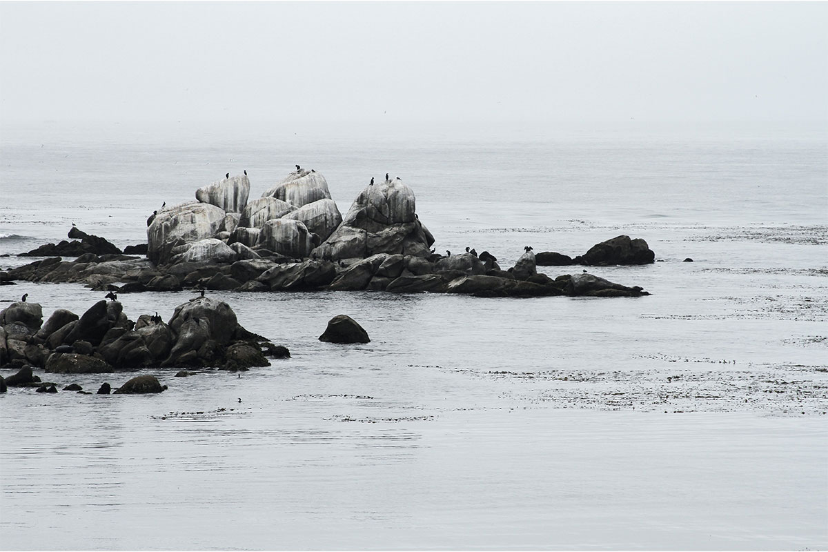 Sea Otters on Rocks from Distance in Monterey Bay, California