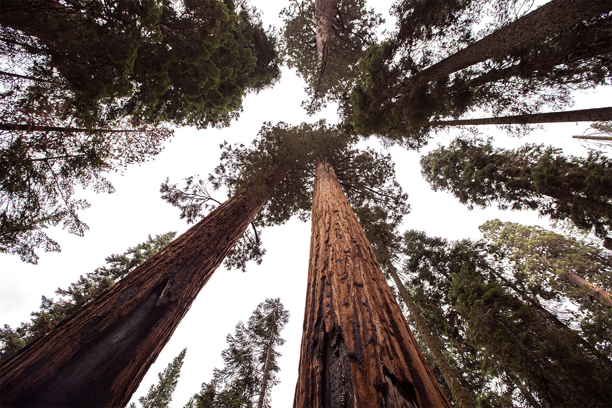 Skyward View of Trees in Sequoia National Park