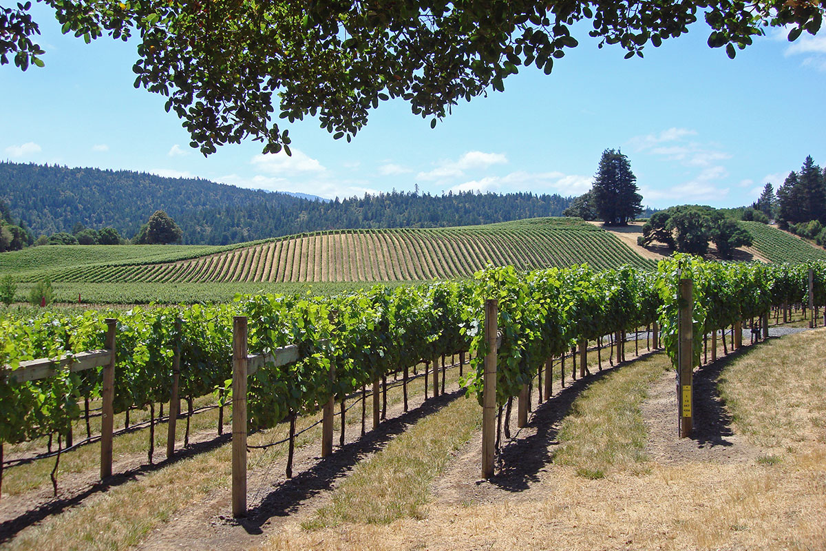 Rows of Grape Vines at Vineyard in Napa or Sonoma Valley, California