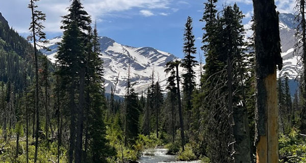 River Through Green Forest with Snow-Capped Mountains in Background