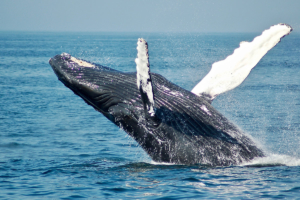 Humpback Whale Breaching Off the New England Coast