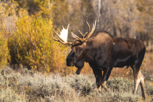 A Bull Moose in Brush in New England