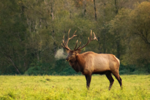 Bull Elk with Breath Showing in Air in Mount Rainier National Park