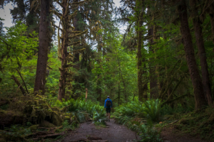 Male Hiker Walking Through Hoh Rain Forest in Olympic National Park