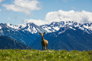 Deer on Hurricane Ridge with Mountains Behind in Olympic National Park