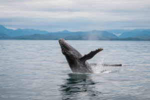 Humpback Whale Breaching Off the San Juan Islands